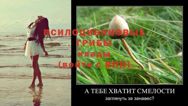 хмурый Аркадак